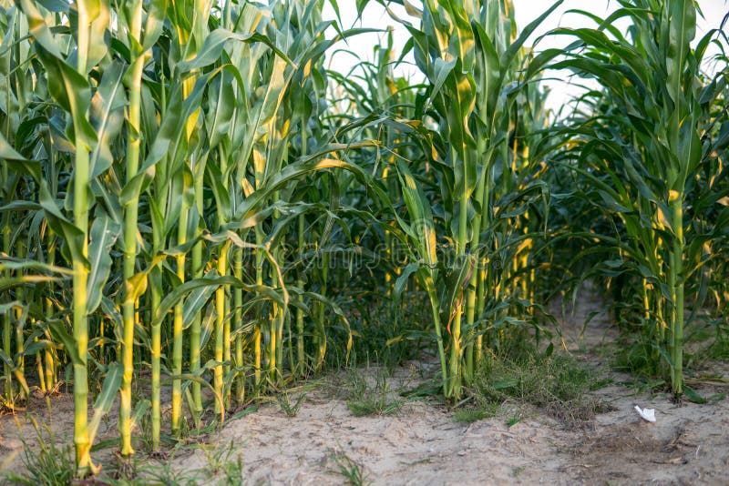 corn growing in the field