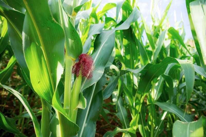 Corn are growing on tree stock photo. Image of fruit 211884310