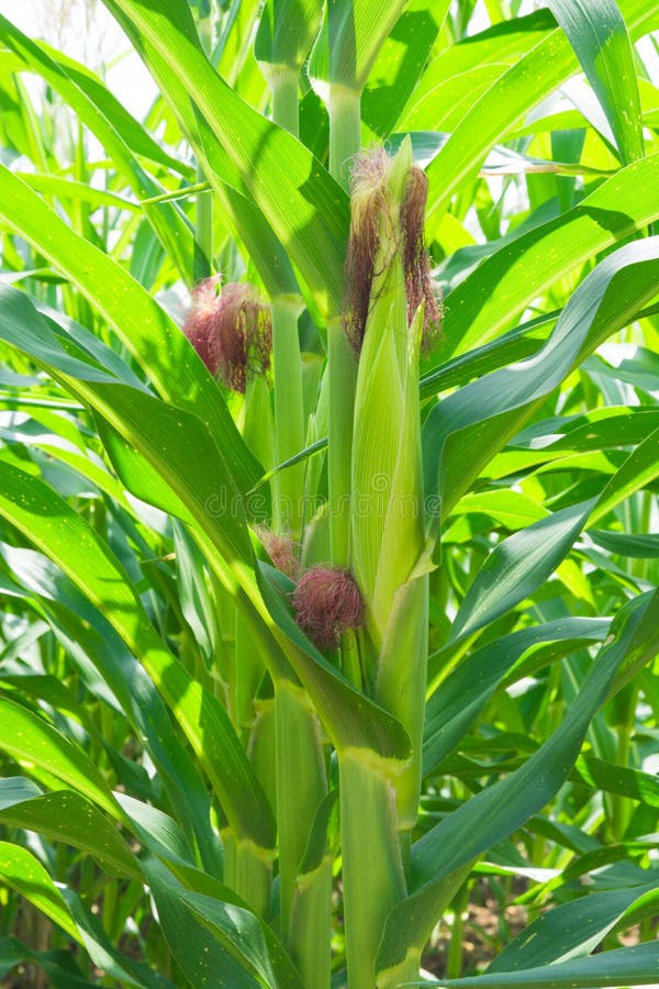 Corn is Grown, Harvest Season Stock Image Image of plant, growth