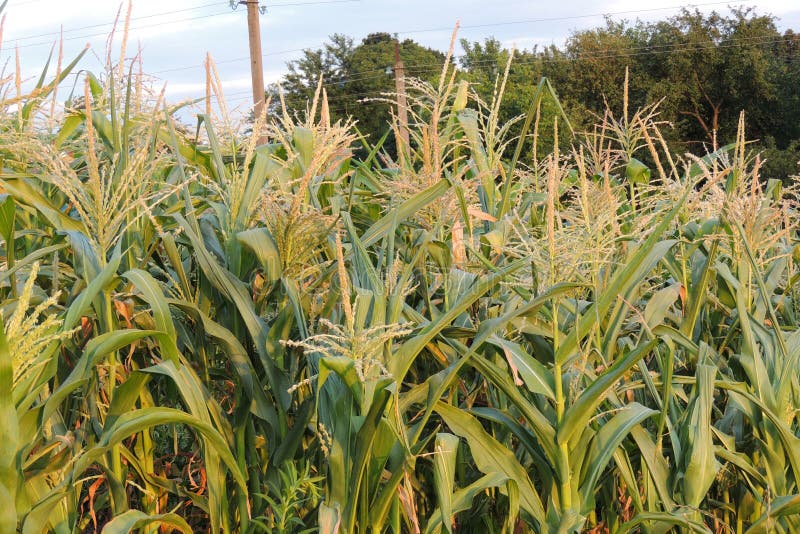 Corn grows in the garden stock photo. Image of natural 202001784