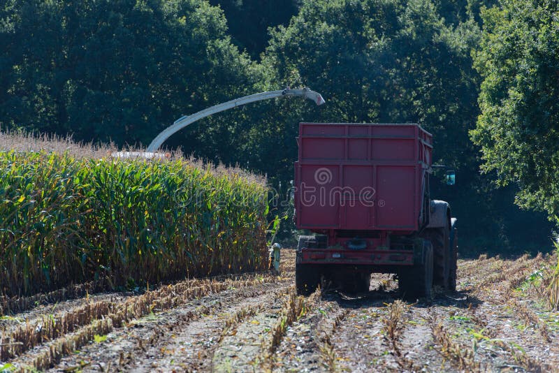 Corn Harvest, Corn Forage Harvester in Action, Harvest Truck with