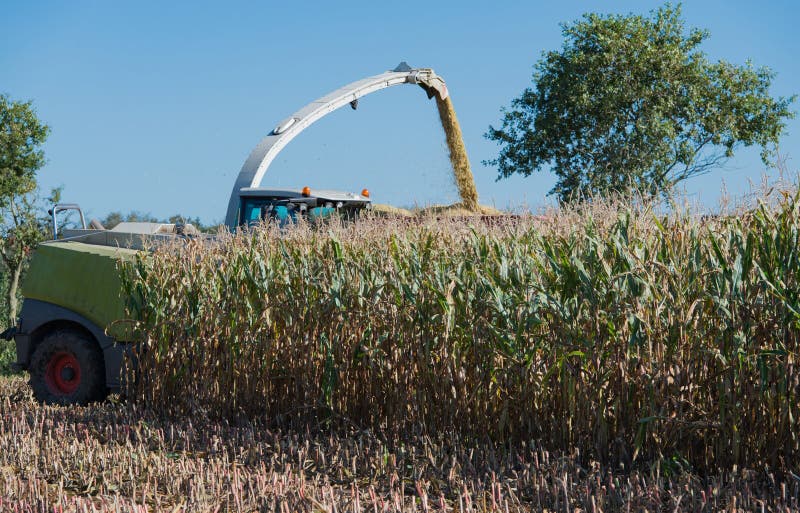 Corn Harvest, Corn Forage Harvester in Action, Harvest Truck with