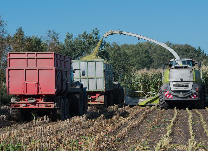 Corn Harvest, Corn Forage Harvester in Action, Harvest Truck with