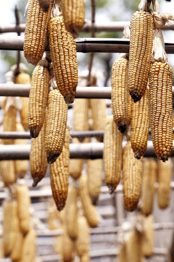 Corn hung on the pole.