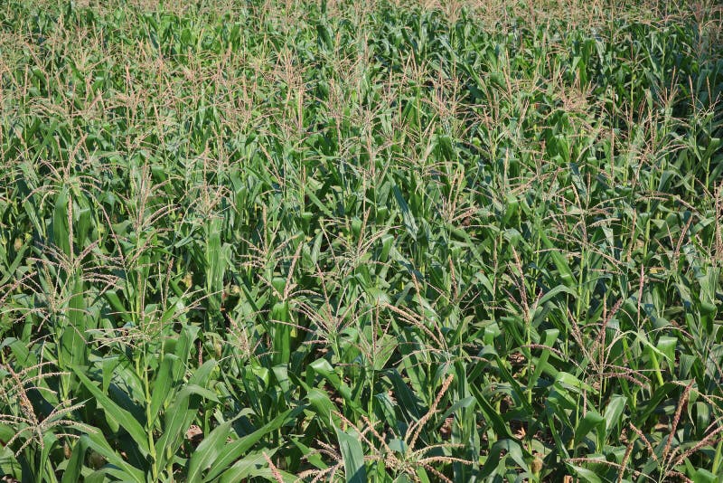 A Corn Husk in an Organic Corn Field in Thailand Stock Image Image of organic, thailand 212637921