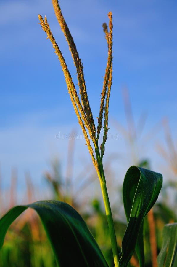 Corn inflorescence