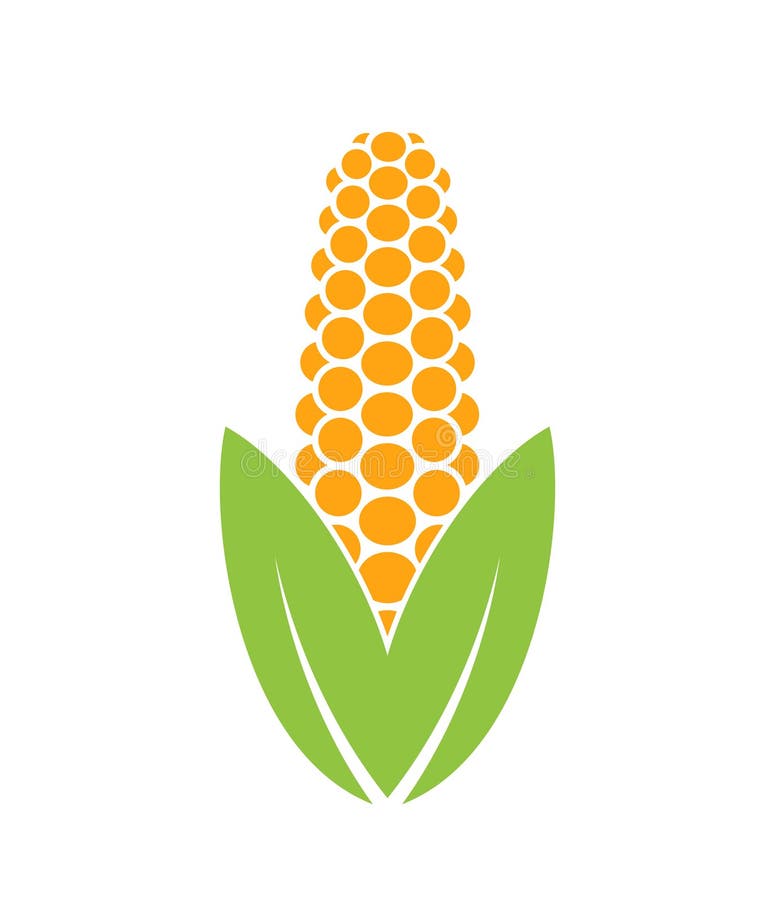 Corn. Isolated vegetable on white background vector illustration