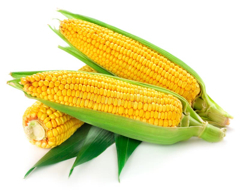 Corn isolated stock photo. Image of food, grain, maize - 32126654