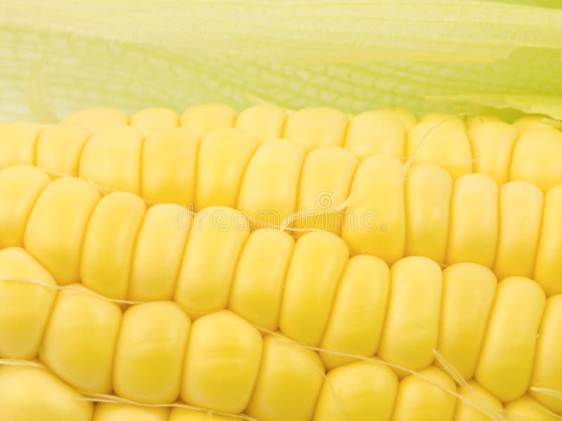 Corn Kernals Close up