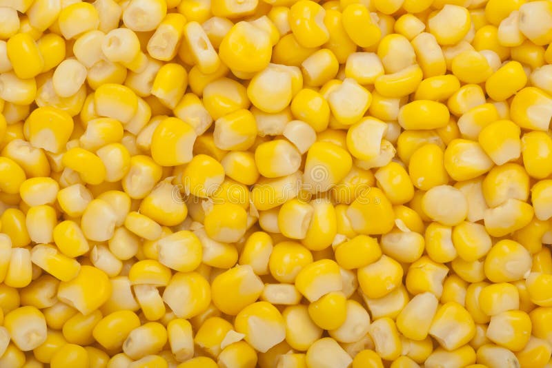 Raw corn kernels stock photo. Image of grain, nutritious 91787404