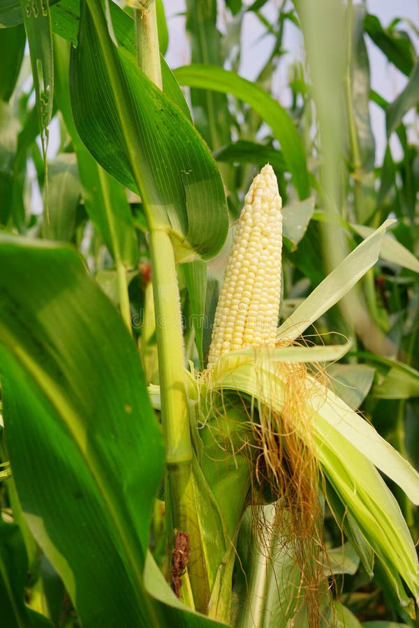 Corn with the Kernels Still Attached To the Cob on the Stalk in Organic