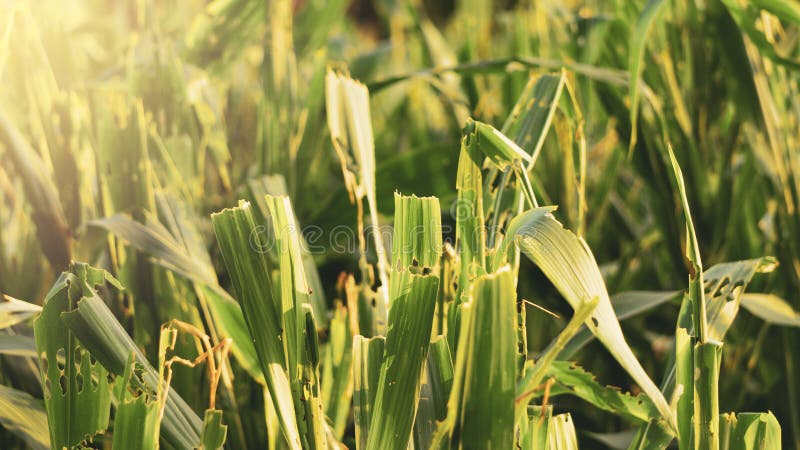 Corn-leaved pests enter the harvest season.