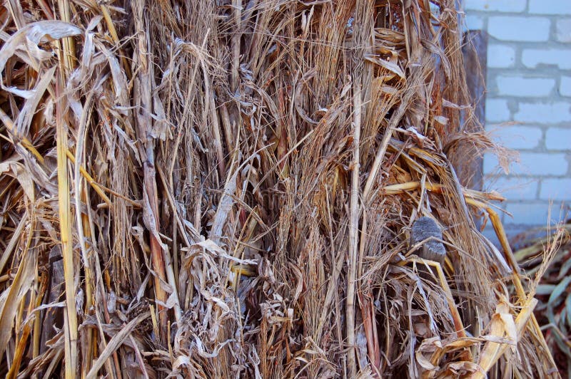 Corn Leaves Brick Wall stock photography