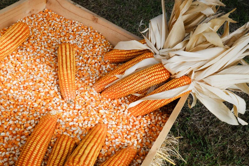 Corn for livestock stock photo. Image of background 176988898