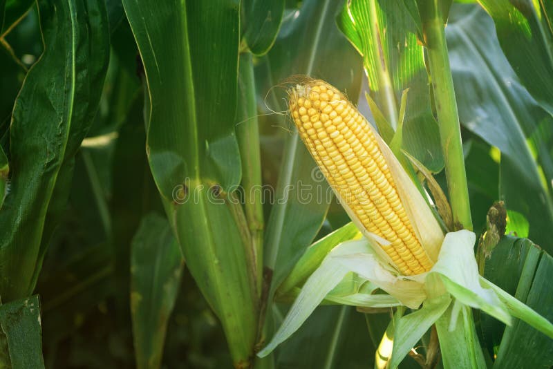 Corn Maize Ear on stalk in field royalty free stock photo Corn Maize Ear on stalk in field royalty free stock photo