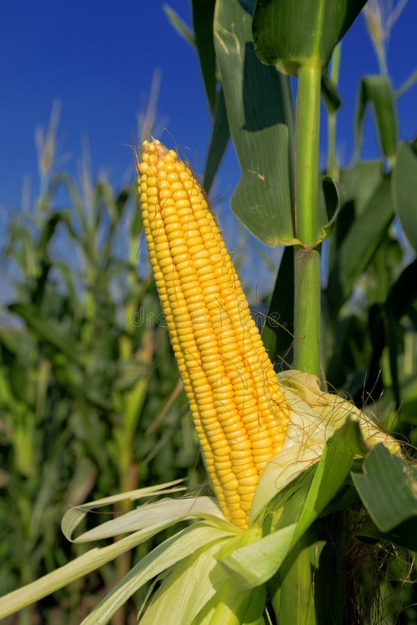 Corn Maize Ear on stalk in field