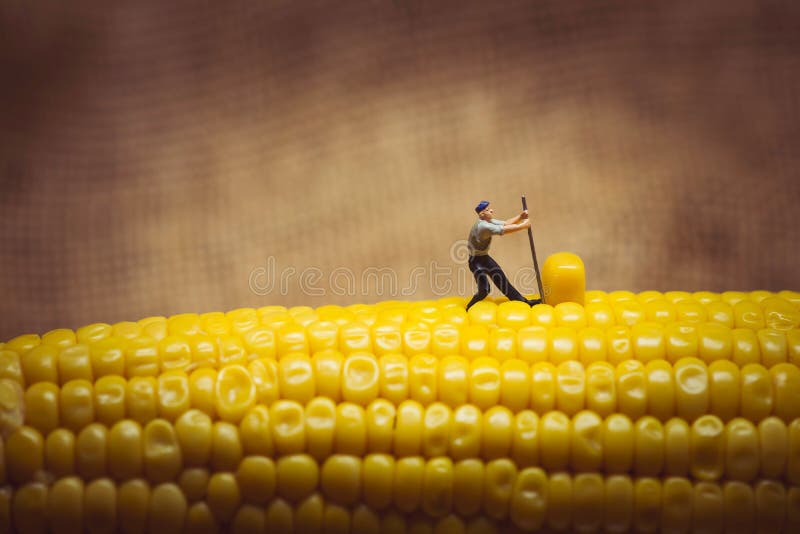 Corn maize harvest. Macro photo