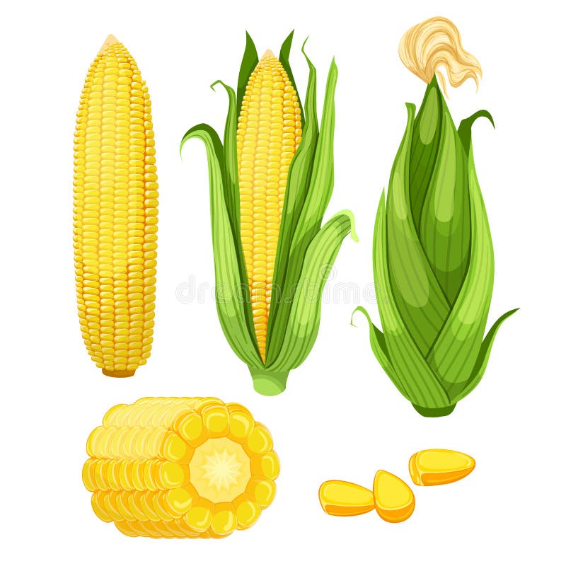 Corn Maize Set Cartoon Vector Illustration Stock Illustration ...