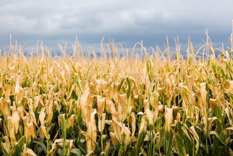 Soy Beans stock image. Image of midwest, field, pods, beans 1354419