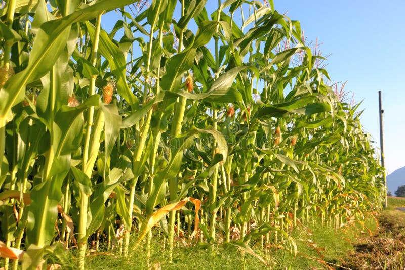 Corn Growth Stages Stock Photos Free & RoyaltyFree Stock Photos from
