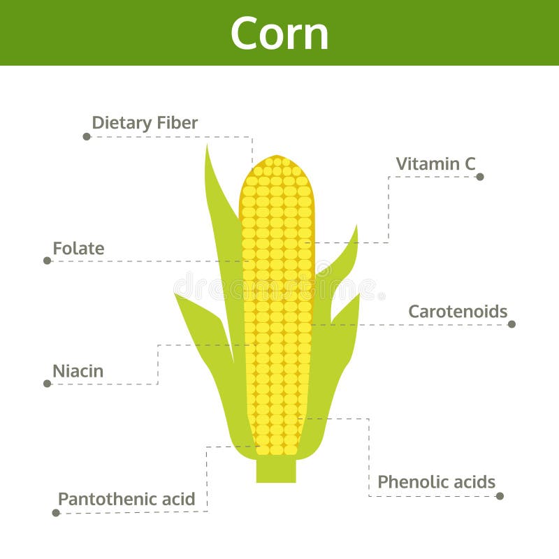 Corn Nutrient of Facts and Health Benefits, Info Graphic Stock Vector