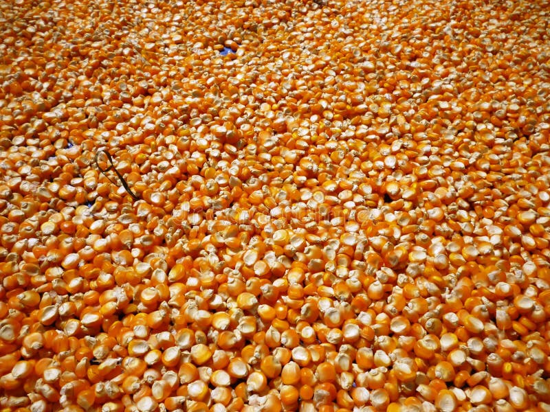 Corn pile stock photo. Image of fired, meal, maize, health 47452978