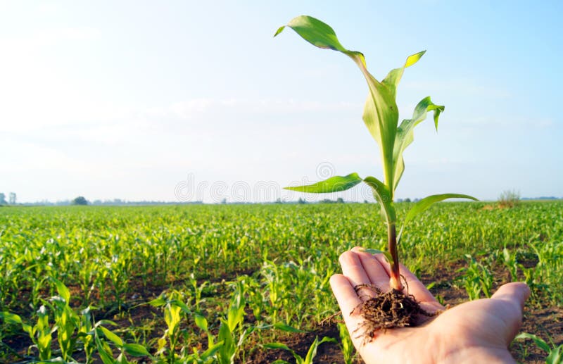 Corn plant