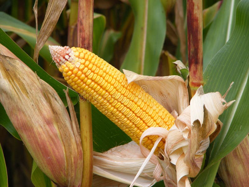 Green corn plant stock photo. Image of grain, vegetable 7799524