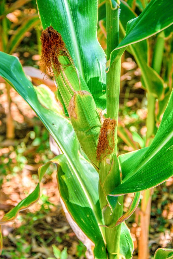 Corn plant. stock photo. Image of grains, fruit, agriculture 156856786