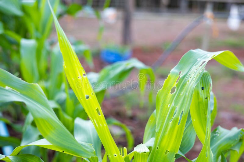180 Corn Field Drip Irrigation System Farm Stock Photos Free