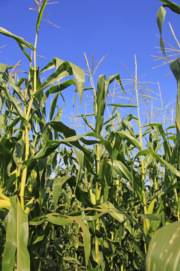 Corn Plant Energy Field stock photo. Image of outdoor 10472570