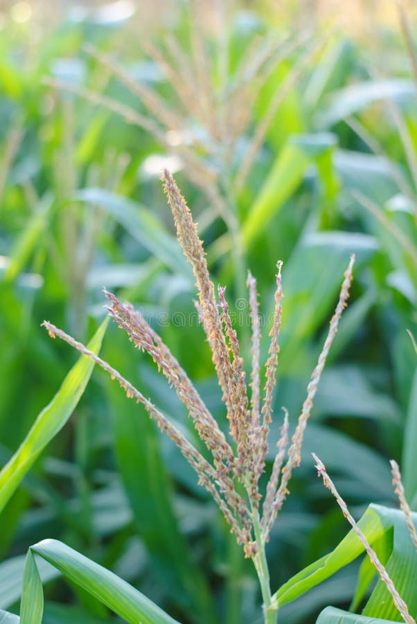 Corn plant and flower stock photo. Image of grow, plantation 49046590
