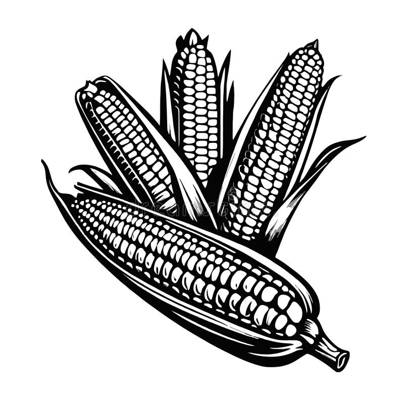 Corn plant, hand drawn engraving illustration vector illustration