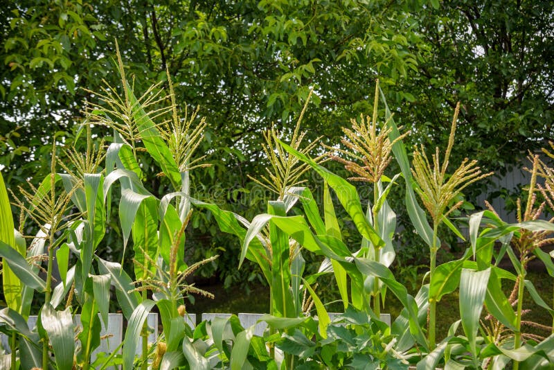 Corn Plant Head with Red Top. Eco Plant Food Stock Image Image of
