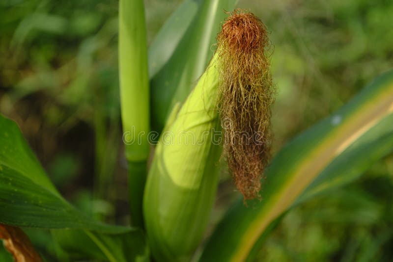 Corn Plant Ready for Harvest Stock Image Image of harvest, corn