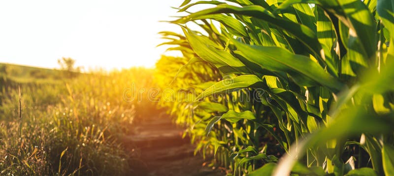 Corn plantation on the background of sunset stock image