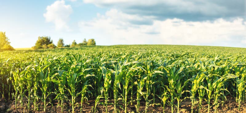 Corn plantation on the background of blue sky stock photography