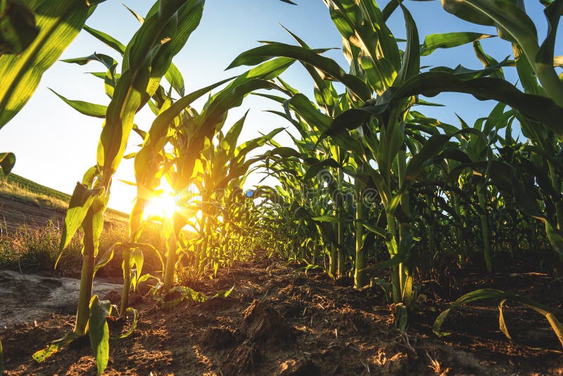 Corn plantation on the background of sunset royalty free stock image