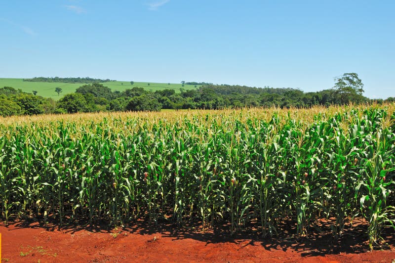 Corn plantation stock image. Image of farm, rural, plantation - 91023731