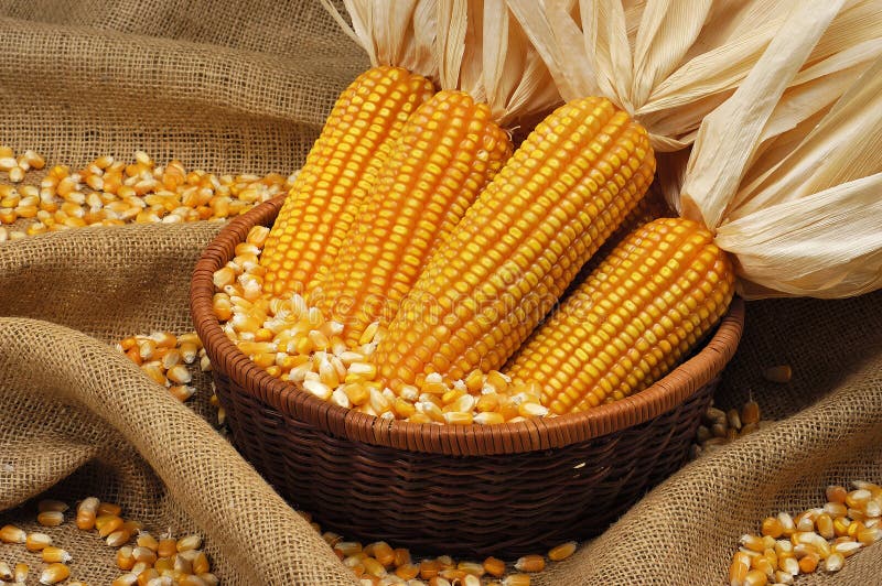 corn spike definition corn spike definition