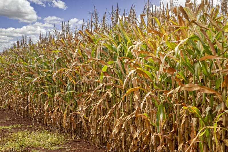Corn Plantation Field, Food for Animals and Humans Stock Photo Image
