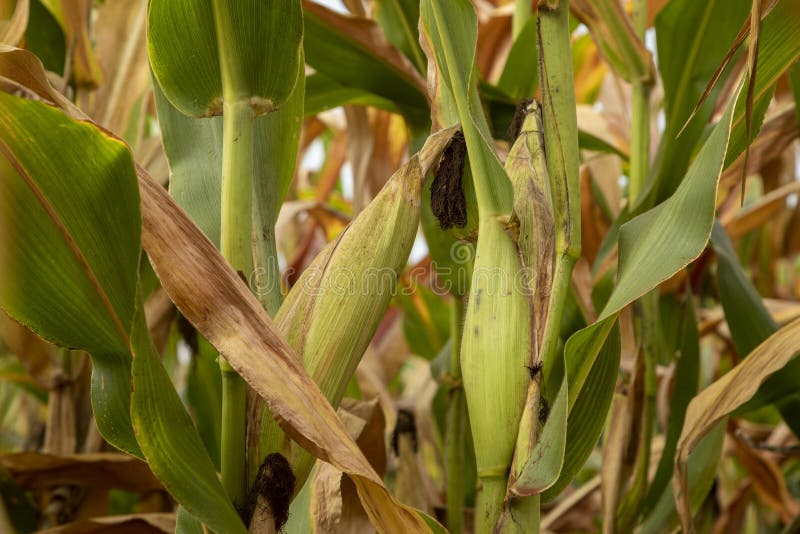 Corn Plantation Field, Food for Animals and Humans Stock Photo Image