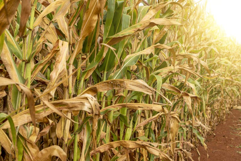 Corn Plantation Field, Food for Animals and Humans Stock Image Image