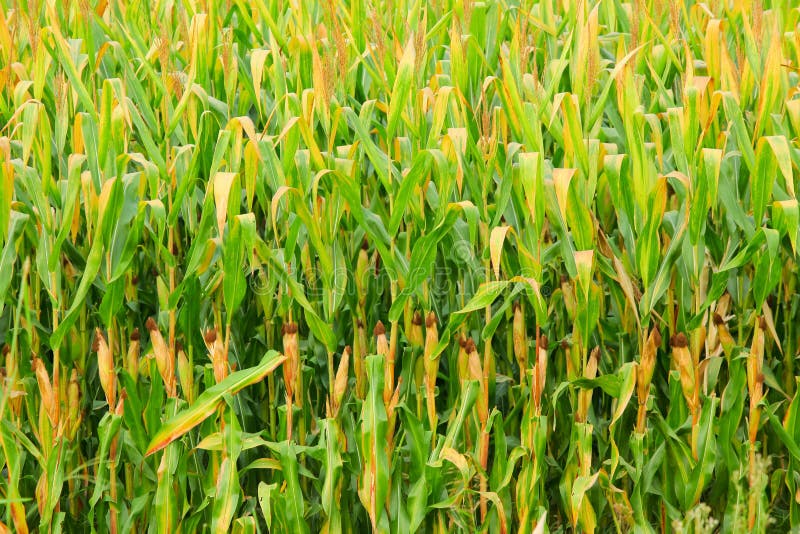 Corn plantation. royalty free stock image Corn plantation. royalty free stock image