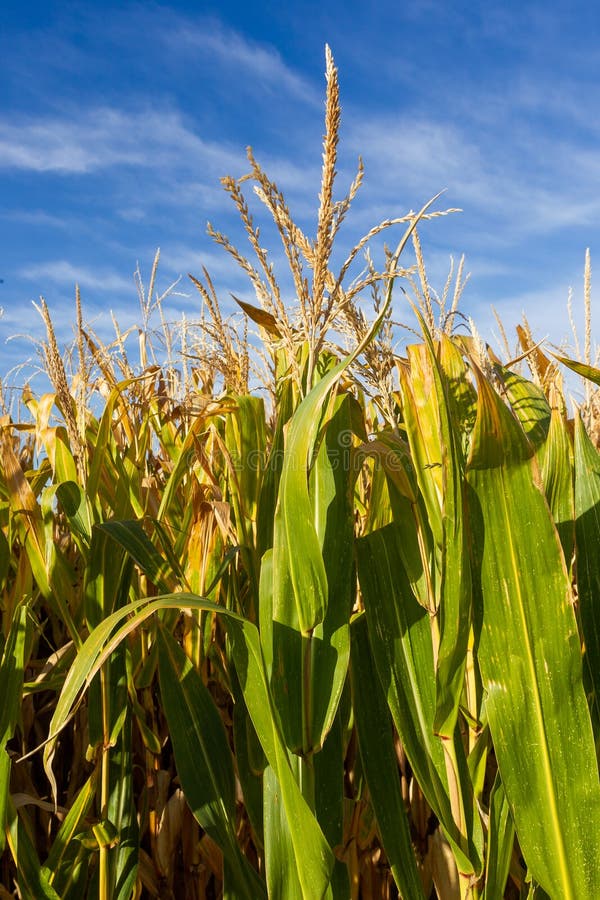 Corn Plantation, for Human Consumption Stock Photo Image of