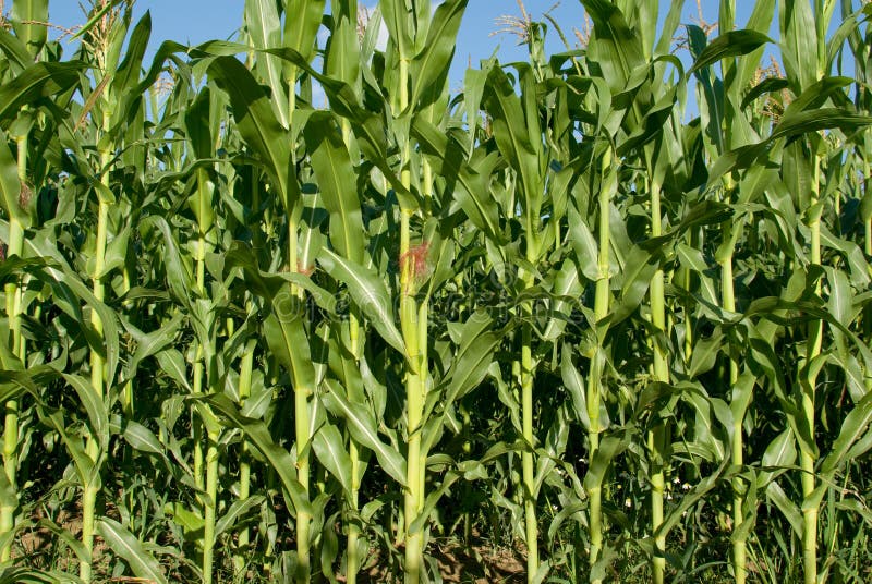 Corn plants stock image. Image of field, cloud, crop 14640441