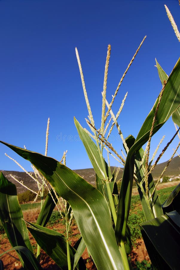 Corn Plants Picture. Image 2777561