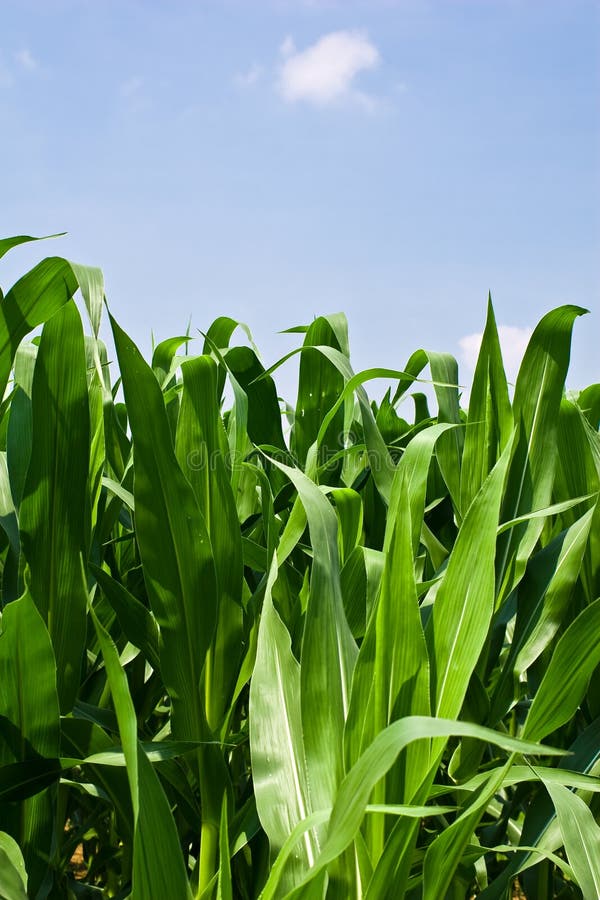 Corn Plants