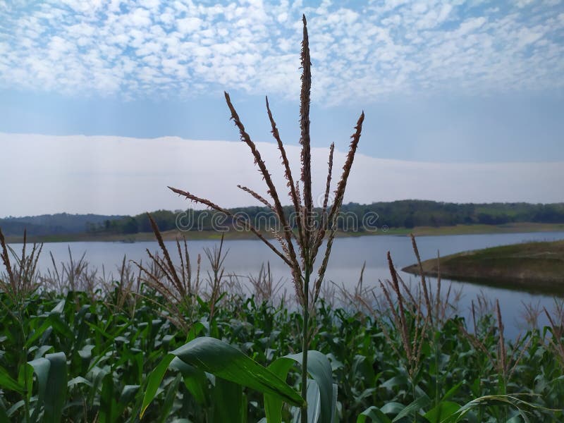 Corn Plants are on the Edge of the Lake Stock Photo - Image of cold ...