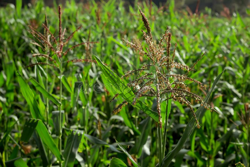 Corn Plants flowers stock photo. Image of land, season 255220566